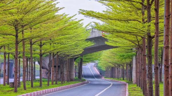 Mệnh Mộc Nên Trồng Cây Gì Để Thu Hút Tài Lộc?