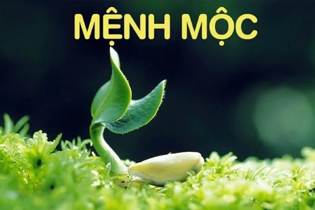 Phong thủy mệnh mộc 1988