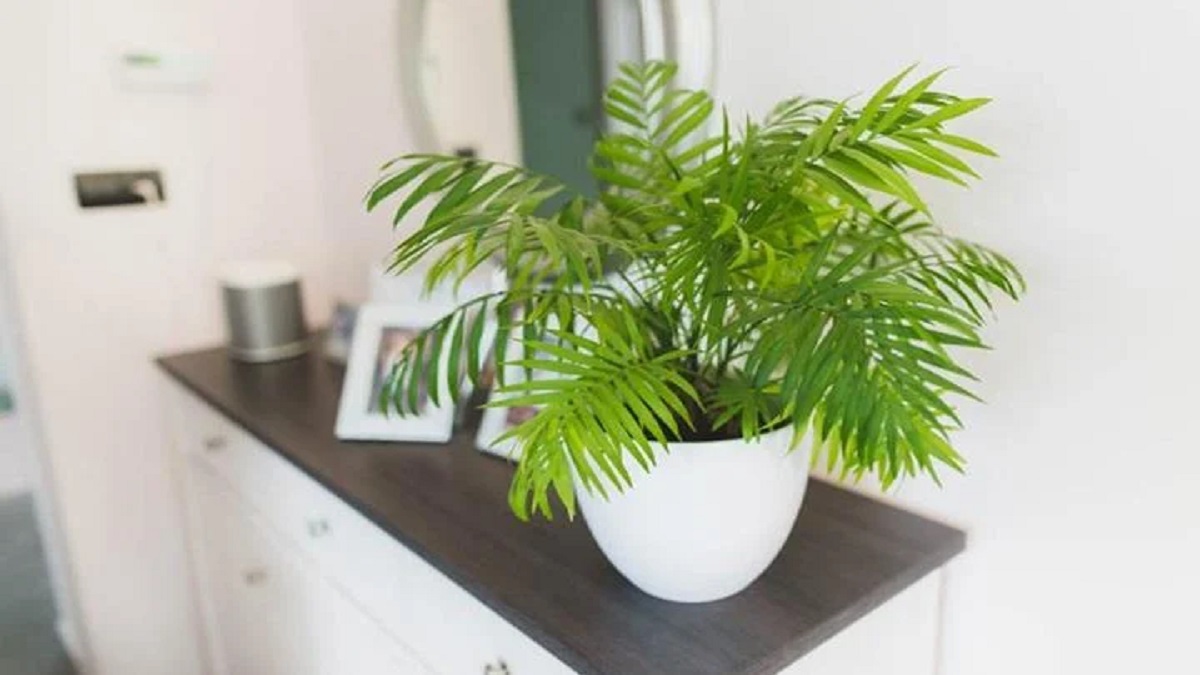 Mệnh mộc tròng cây gì?