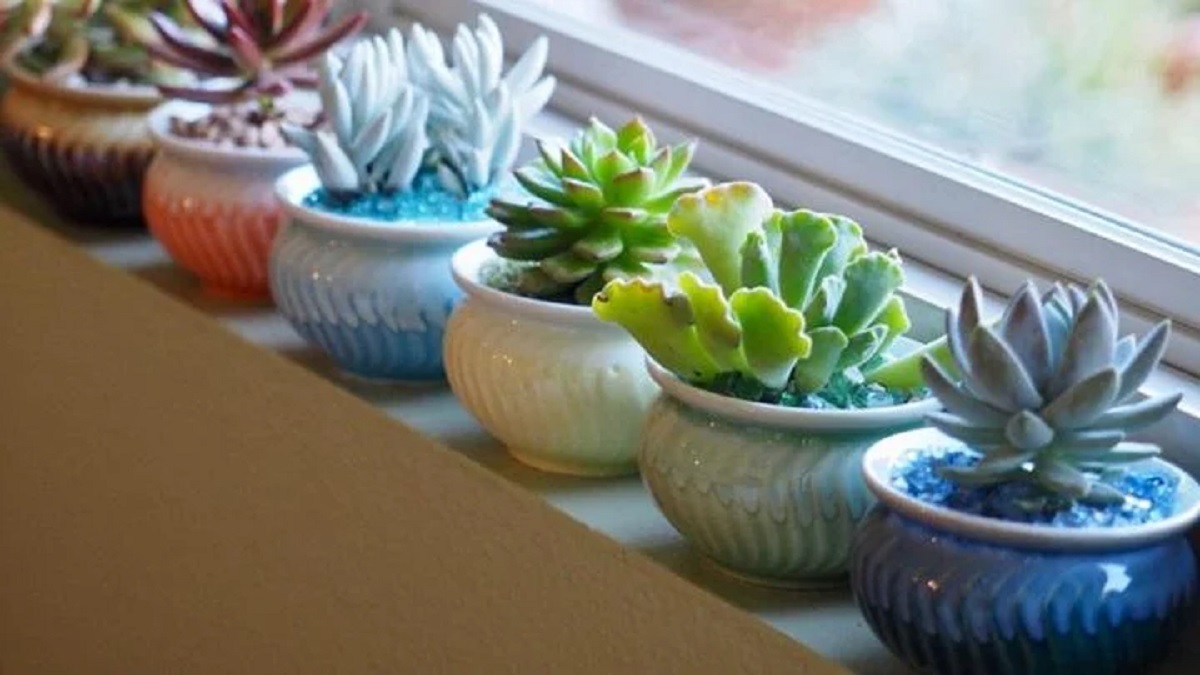 Sen đá phong Thủy