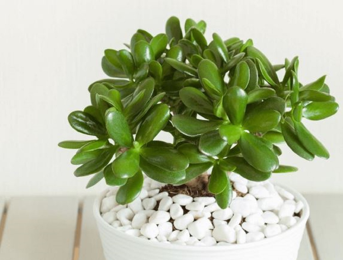 Sen đá Ngọc Bích